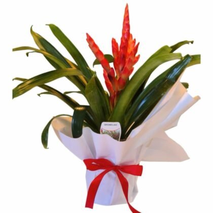 Potted Bromeliade Plant