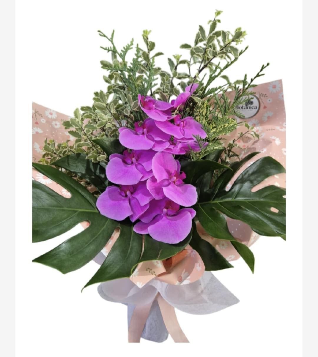Orchid Paradise