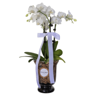 Coloured Potted Phalaenopsis Orchid in Glass Jar