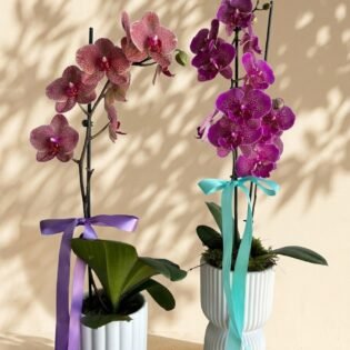 Phalaenopsis Orchid Plant in Ceramic Pot - Illawarra Delivery