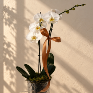 Potted Orchid Plant