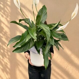 Peace Lily (Spathiphyllum)