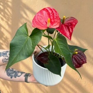 Anthurium Plant