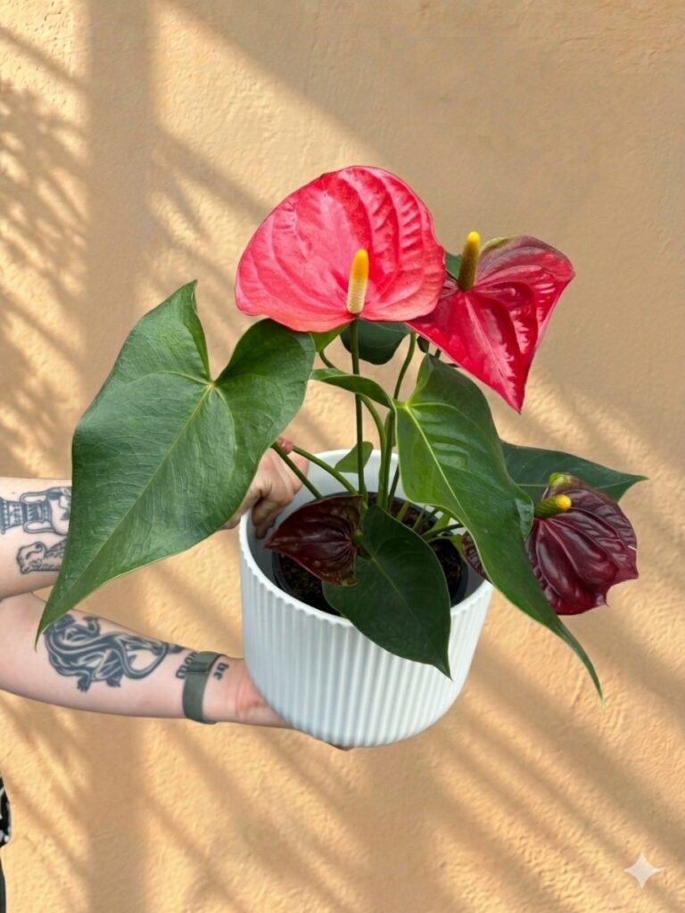 Anthurium Plant