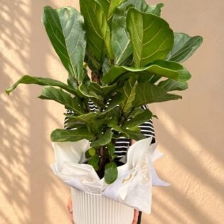 Fiddle Leaf Fig Plant (Ficus Lyrata)