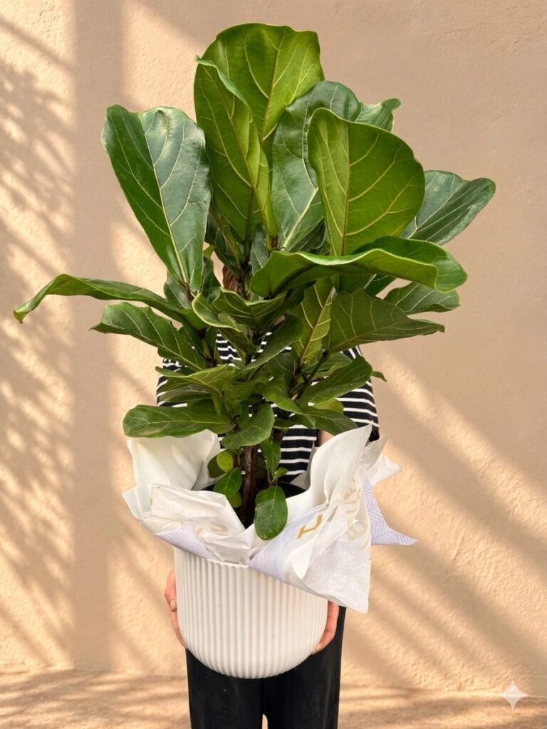 Fiddle Leaf Fig Plant (Ficus Lyrata)